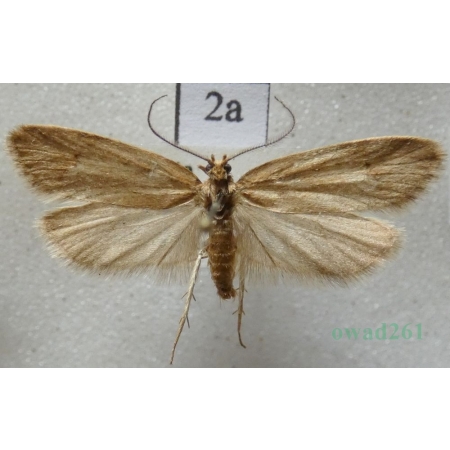 Diurnea lipsiella (Denis & Schiffermüller, 1775) Czech2a